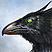 Korvus